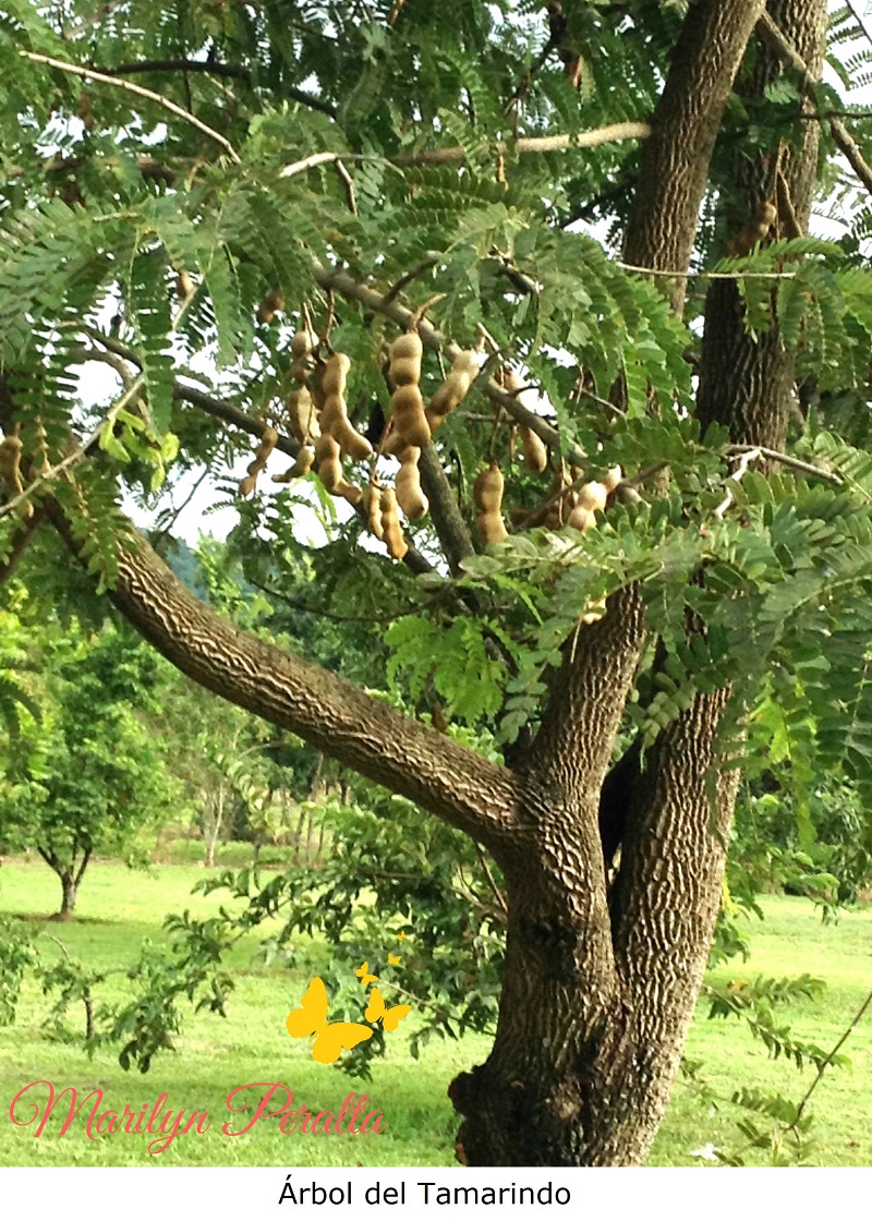 Arbol de Tamarindo 1