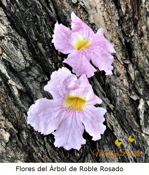 Flores del Arbol de Roble Rosado