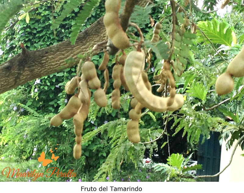 Fruto del Tamarindo 1