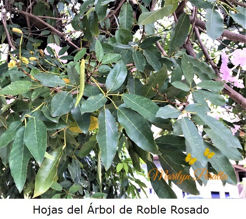 Roble Rosa Roble Rosado – Arboles y Flores en República Dominicana