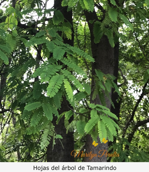 Hojas Tamarindo