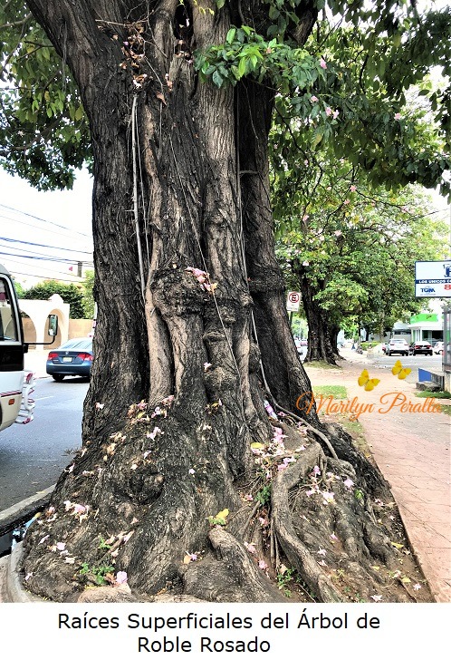 Raices superficiales del Arbol de Roble Rosado