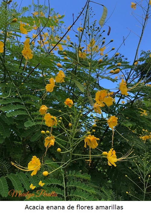 Acacia enana de flores amarillas