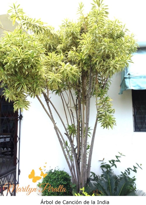 Arbol Canción de la India