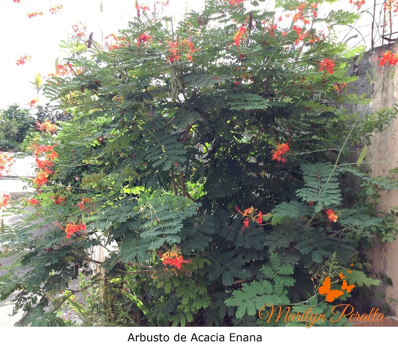 Arbusto de Acacia Enana