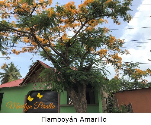 Flamboyán Amarillo
