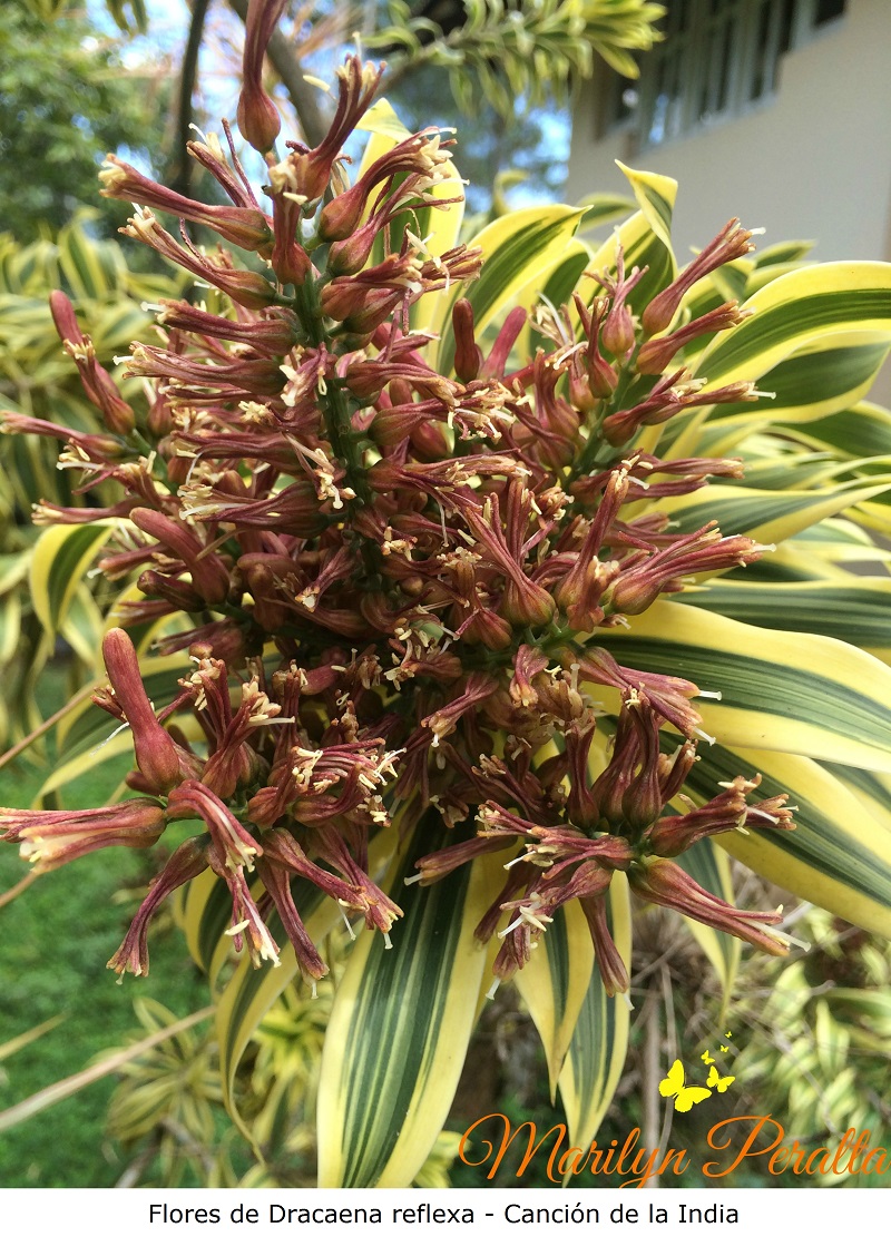 Flores de Dracaena reflexa - Canción de la India