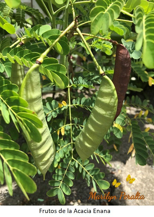 Frutos de la Acacia Enana