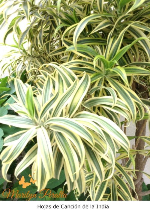 Hojas de Canción de la India