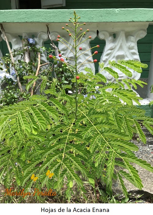 Hojas de la Acacia Enana