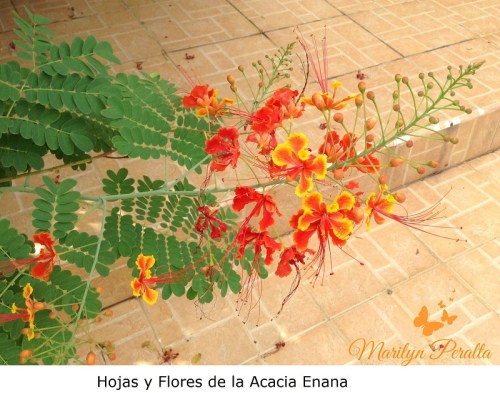 Hojas y Flores de la Acacia Enana