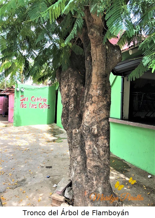 Tronco del Árbol de Flamboyán