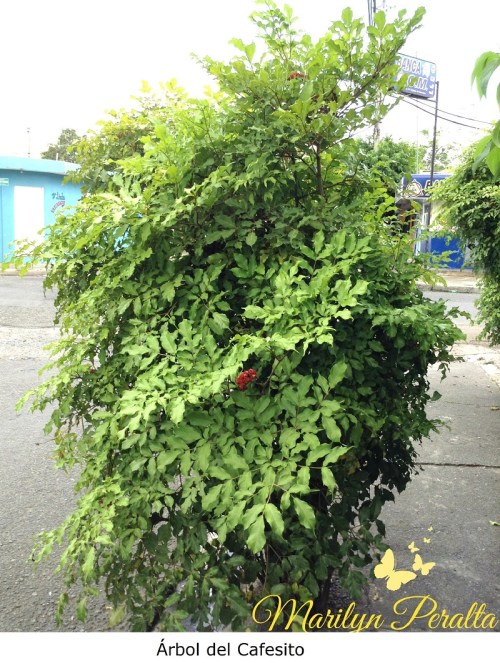 Arbol de Cafesito
