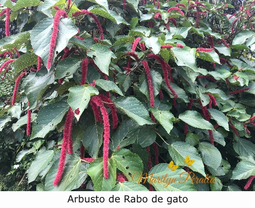 Arbusto rabo de gato
