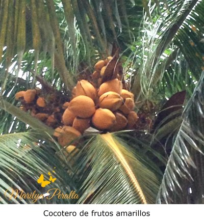 Cocotero de frutos amarillos
