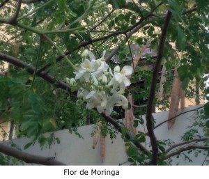 Flor de la Moringa