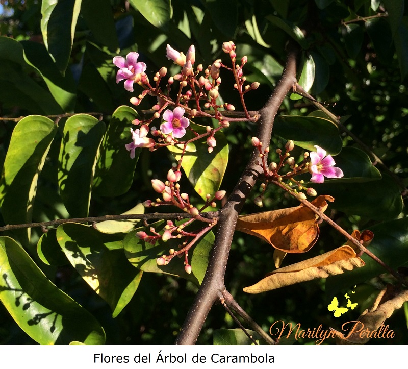 Flores del Árbol de carambola