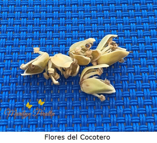 Flores del cocotero