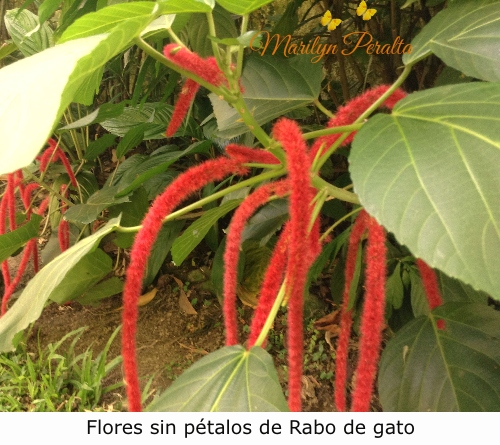 Flores del rabo de gato