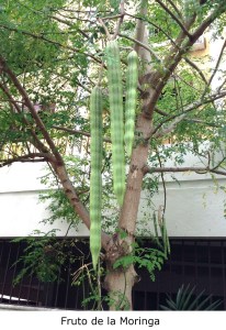 Fruto de la Moringa