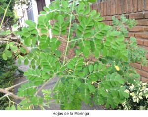 Hojas de la Moringa
