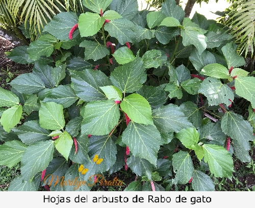 Hojas del arbusto de rabo de gato