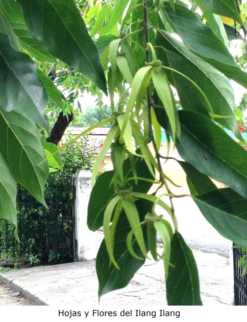 Hojas y flores del Ilang Ilang