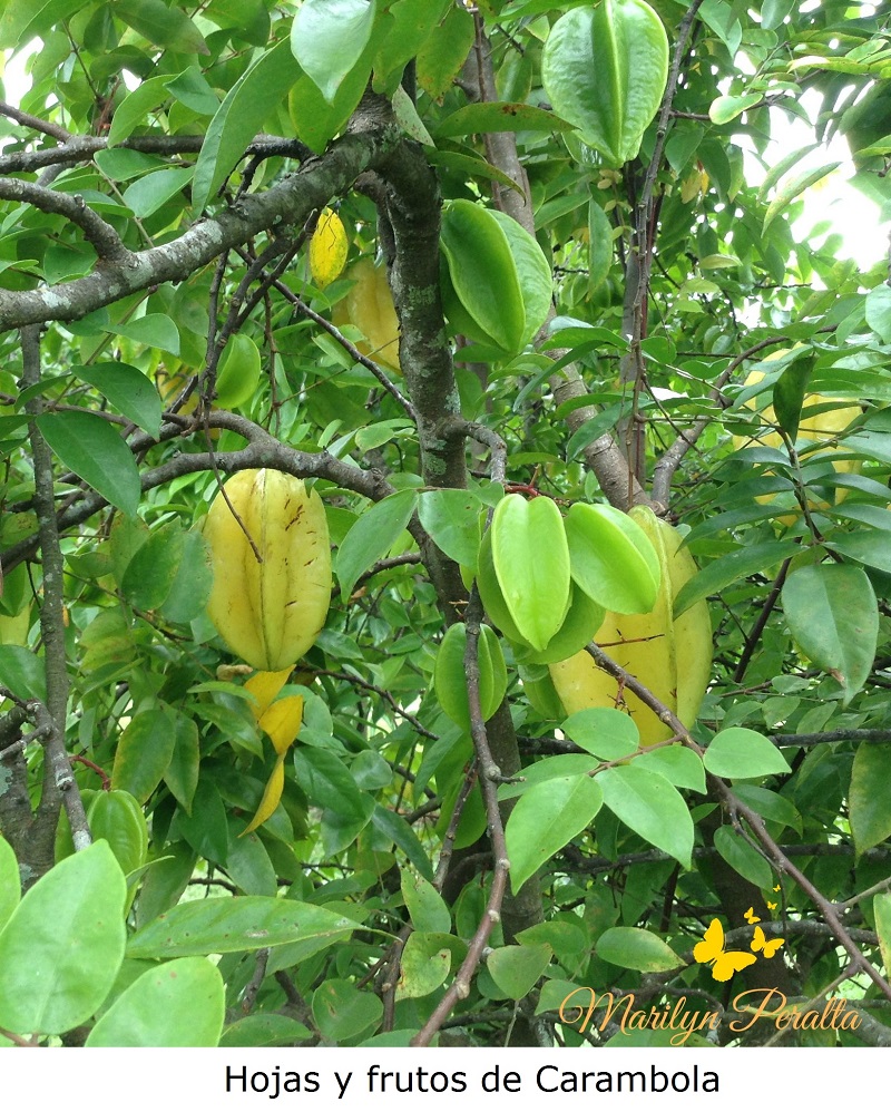 Hojas y Fruto de Carambola