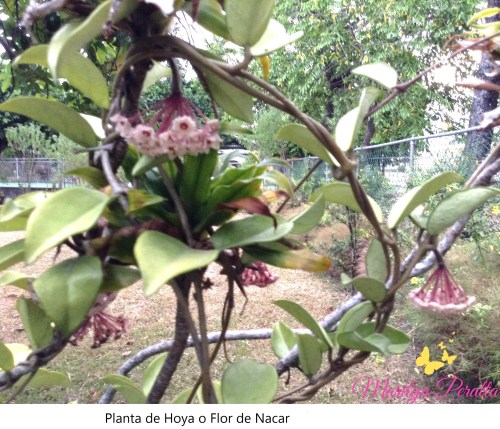 Mata de Hoya o Flor de Nacar