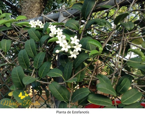 Planta de Estefanotis