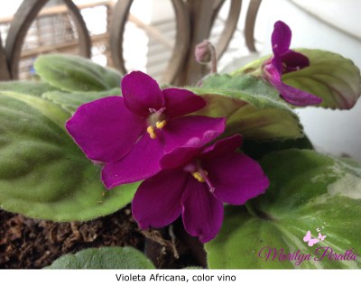 Violeta africana, color vino