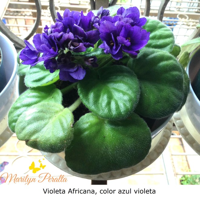 Violeta Africana, color violeta