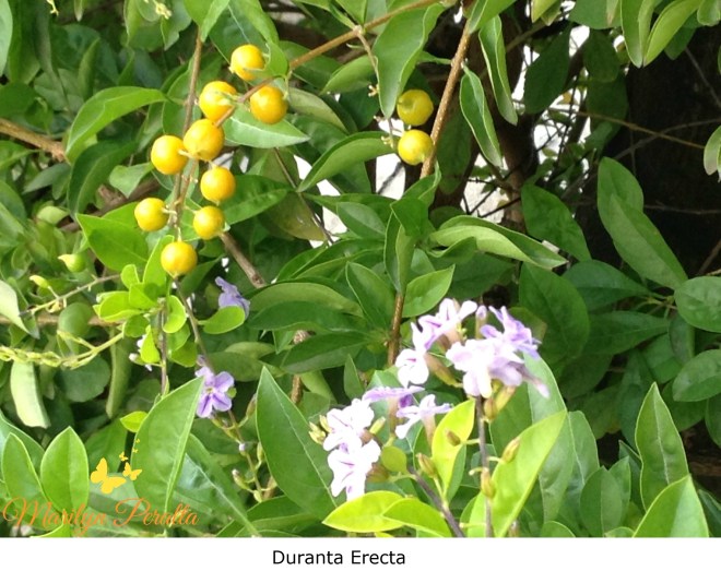 Duranta Erecta