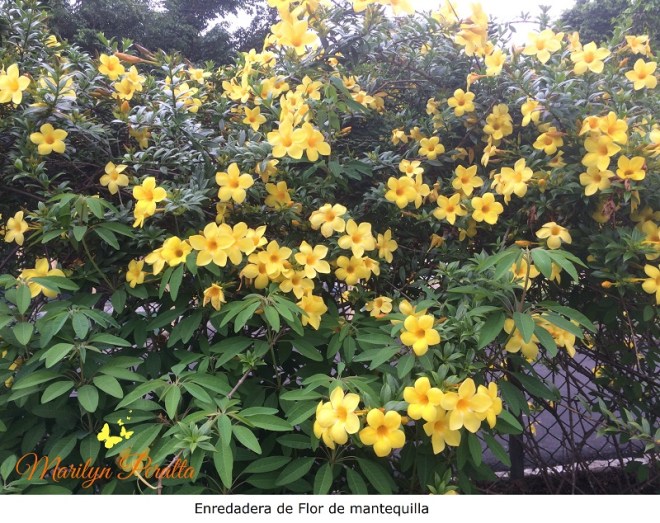 Enredadera de Flor de Mantequilla