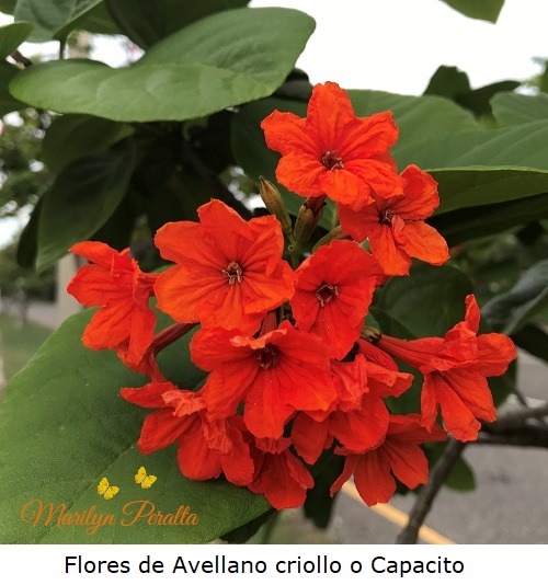 Flores del Avellano criollo o Capacito
