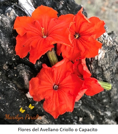 Flores del Avellano Criollo o Capacito