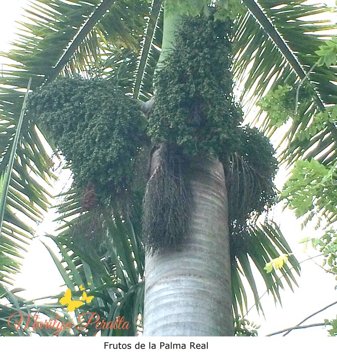 Frutos de la Palma Real