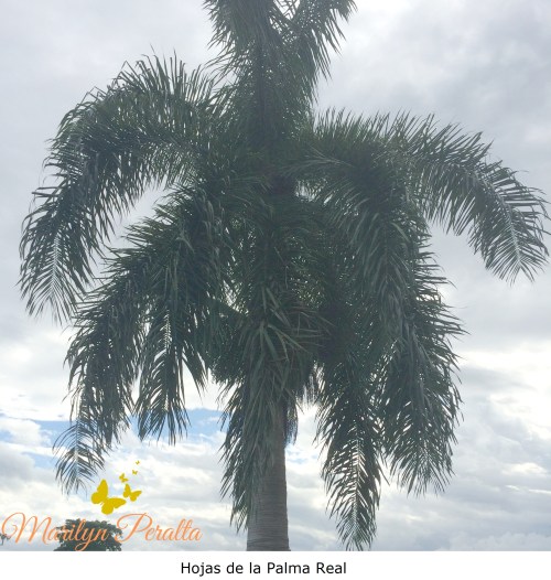 Hojas de la Palma Real