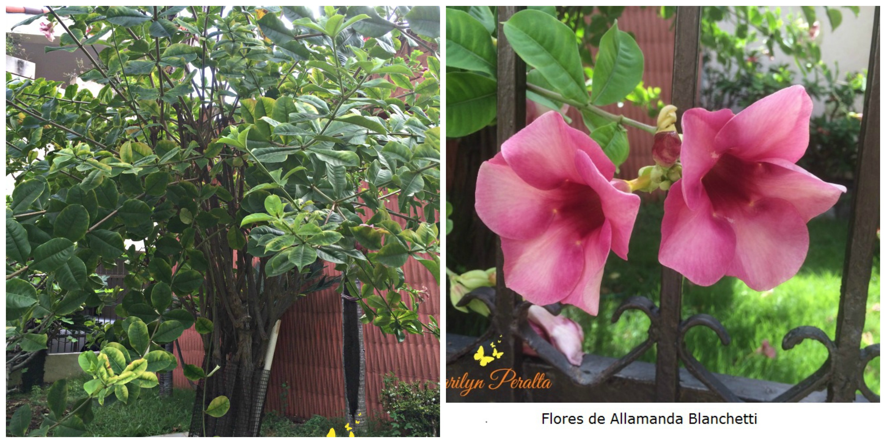 variedad-allamanda-blanchetti
