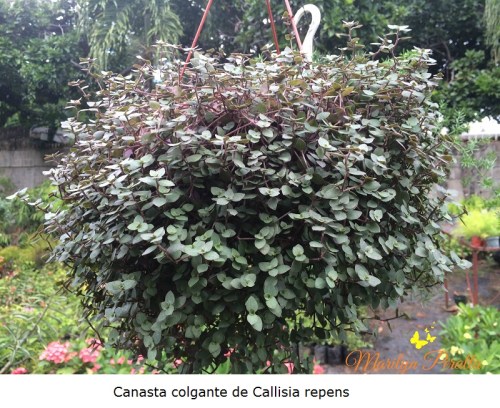 Canasta Colgante de Callisia repens