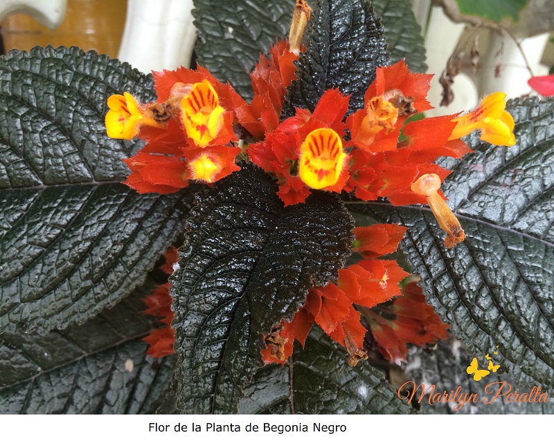 Flor de la Planta de Begonia negro
