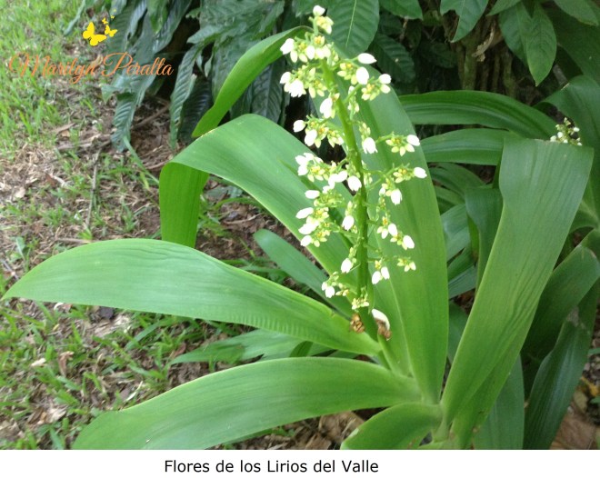 Flores de Lirios del Valle
