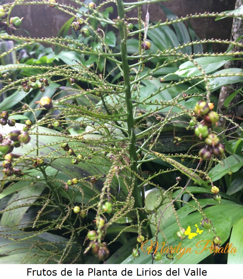 frutos-de-la-planta-de-lirios-del-valle