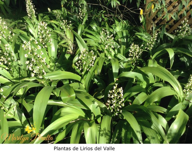 Lirios del Valle