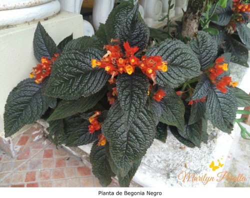 Planta de Begonia Negro