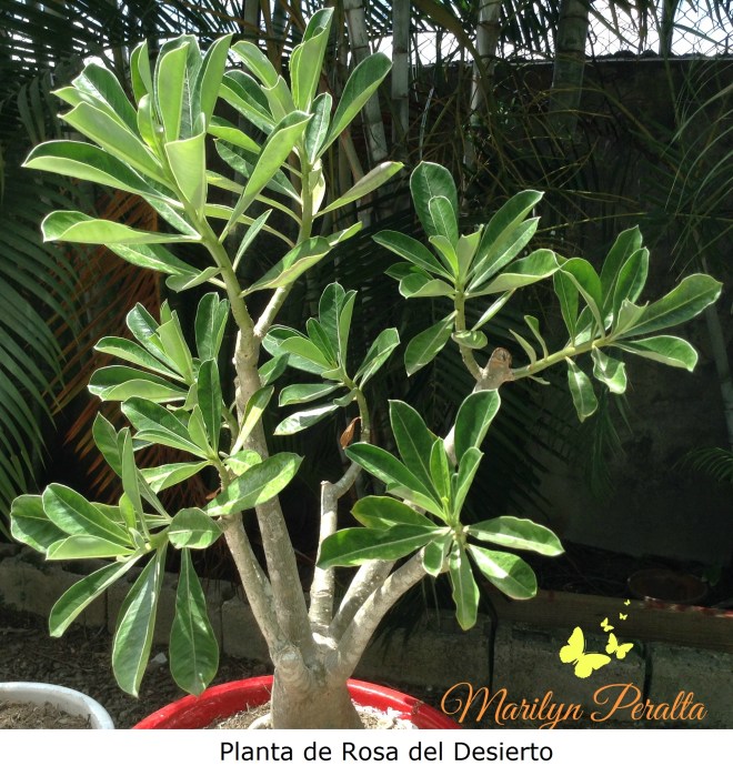 Planta de Rosa del Desierto