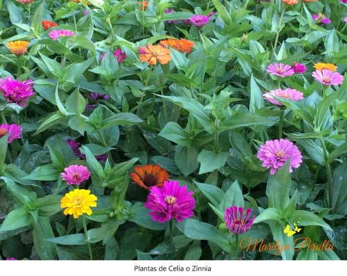 Plantas de Celia o Zinnia