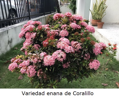 Coralillo enano