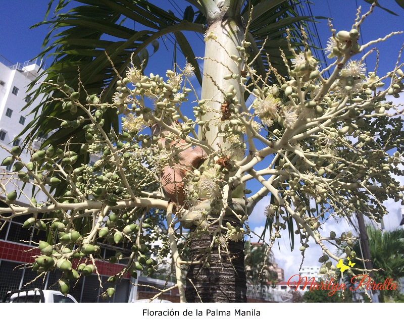 Floracion de la Palma Manila