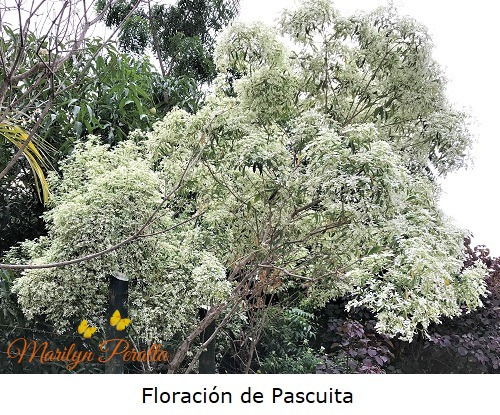 Floracion de Pascuita 1